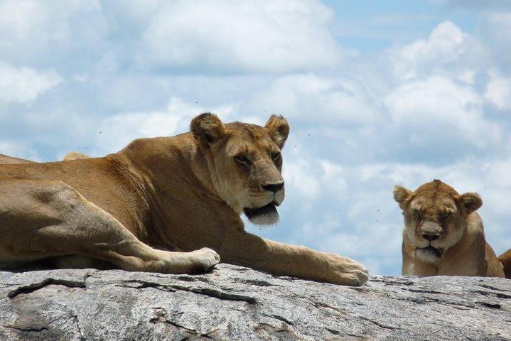 2 Dagen Lodge-safari.