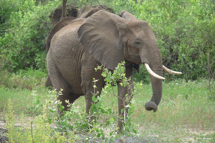 2 Dagen Lodge-safari.