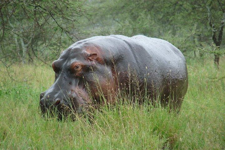 2 Dagen Lodge-safari.