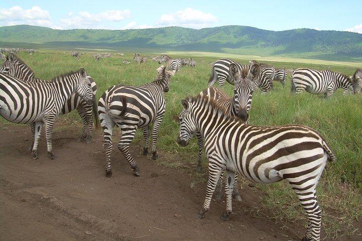 2 Dagen Lodge-safari.