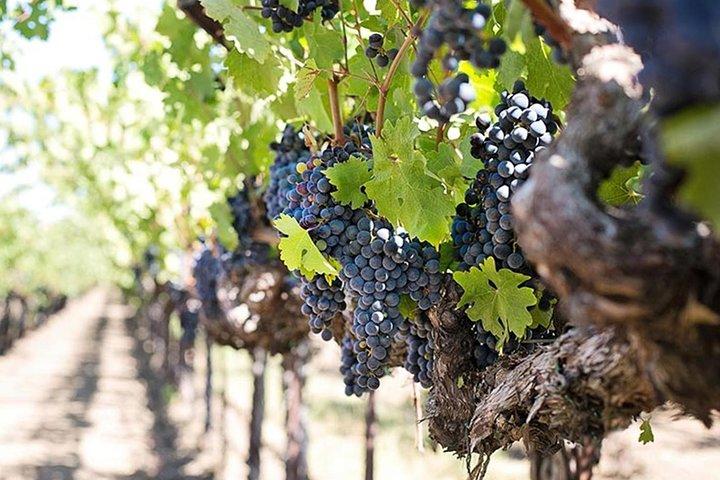 Etna-trekking og vinsmagning
