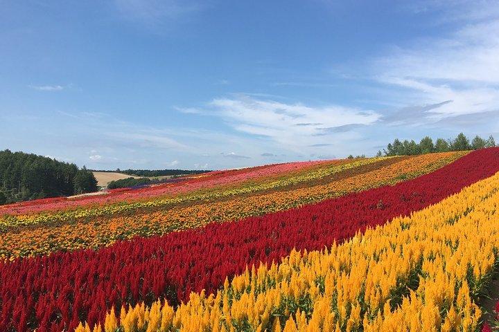北海道マイカーサービス – トヨタ・アルファード 運転手付き