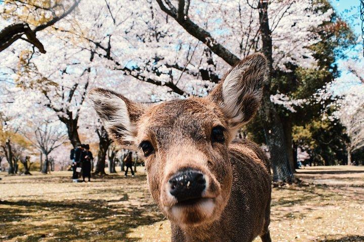 関西エリアプライベートハイエース大阪英語ドライバー採用