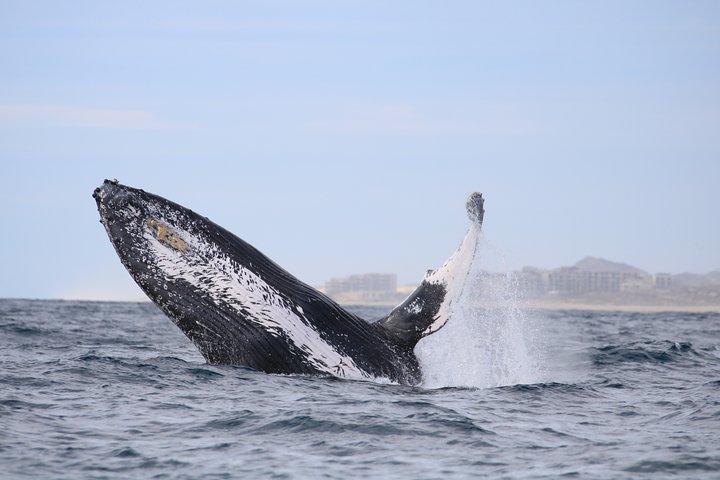 カボ・サンルーカス ラグジュアリーカタマラン ホエールウォッチング