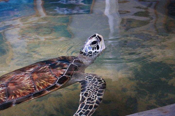 コロンボとネゴンボ発スリランカ南部観光日帰り旅行