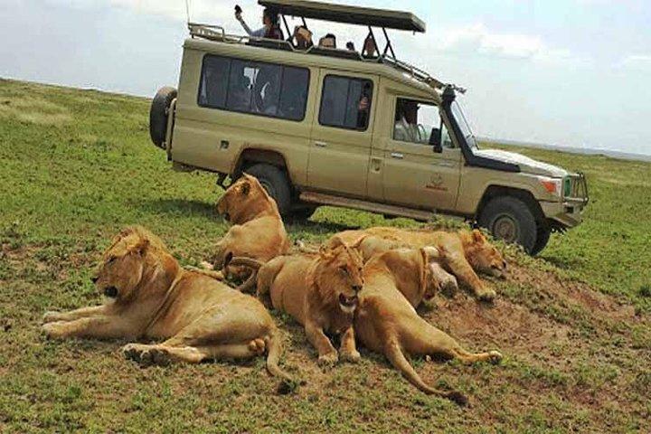 Safari 10 días, 9 noches - Lago Nakuru, Maasai Mara, Naivasha, Amboseli y Tsavo