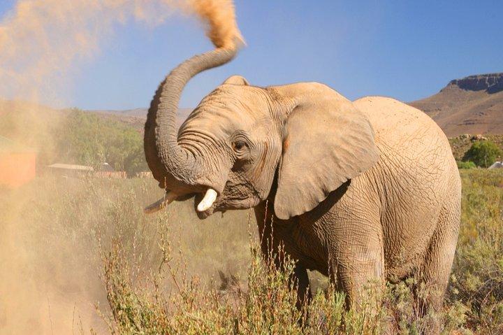Safari privé BIG5 près du Cap