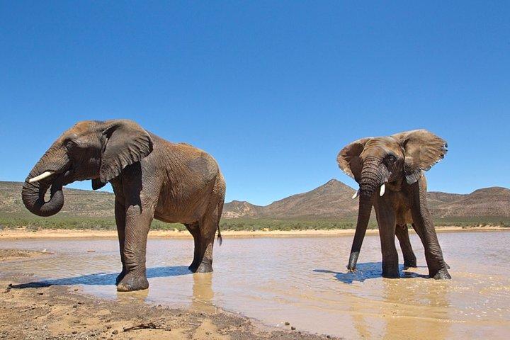 Safari privé BIG5 près du Cap