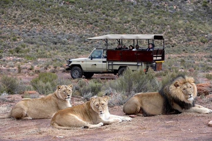 Safari privé BIG5 près du Cap