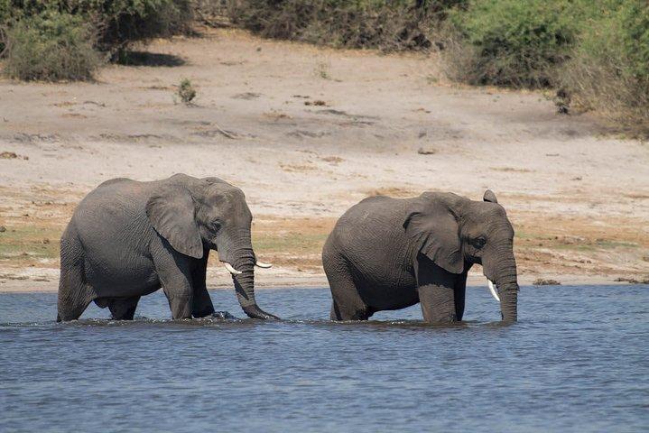 2-dagars Chobe Park Safari Tour med övernattning vid Victoria Falls