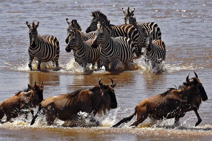 Safari 10 días, 9 noches - Lago Nakuru, Maasai Mara, Naivasha, Amboseli y Tsavo