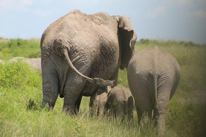 Safari 10 días, 9 noches - Lago Nakuru, Maasai Mara, Naivasha, Amboseli y Tsavo