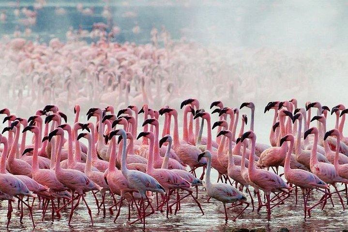 Safari 10 días, 9 noches - Lago Nakuru, Maasai Mara, Naivasha, Amboseli y Tsavo