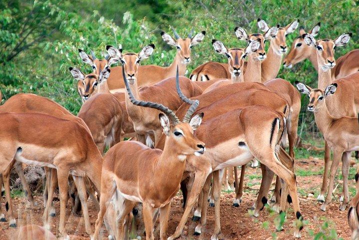 Safari 10 días, 9 noches - Lago Nakuru, Maasai Mara, Naivasha, Amboseli y Tsavo
