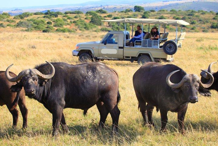 10-tägige private spektakuläre Big 5 Wildlife Safari und Strandurlaub