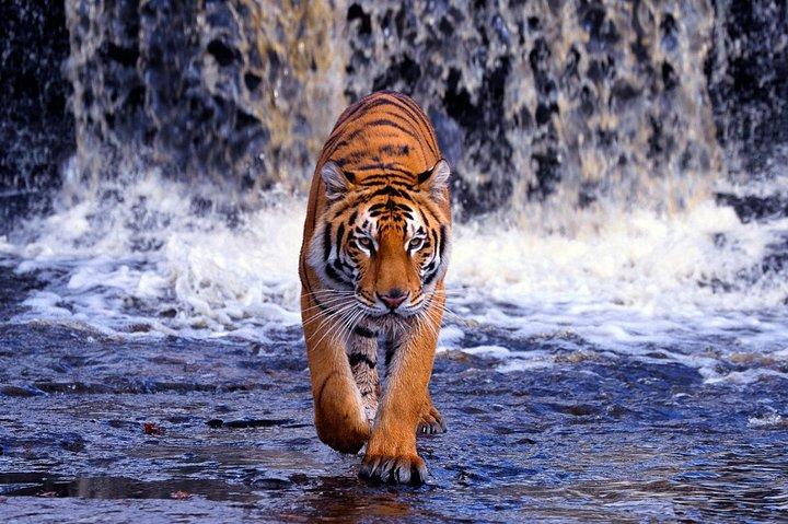 Tour clásico de 12 días por Rajastán - Taj Mahal Tigers Lagos y vida silvestre