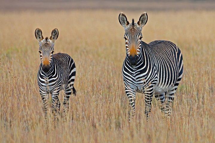 5 giorni Amboseli Tsavo National Park