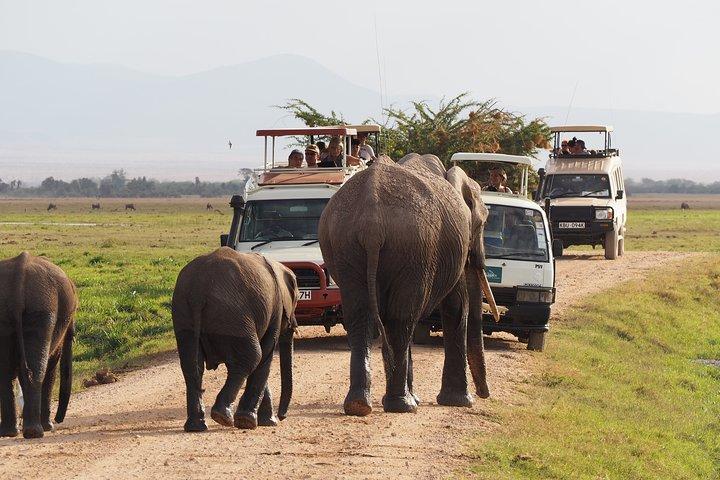 3-daagse Masai Mara Safari (middenklasse accommodatie)