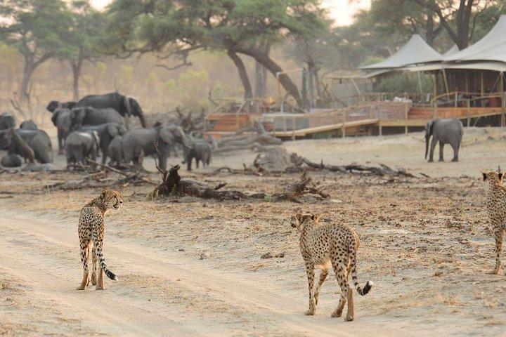 ホテルピックアップ付きワンゲ国立公園への日帰り旅行