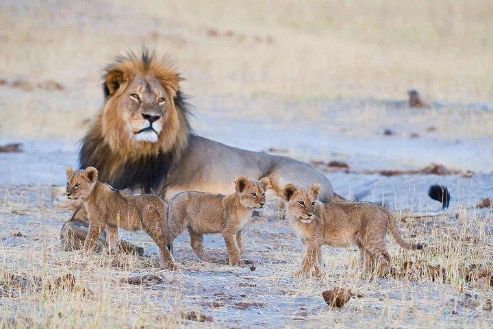 ホテルピックアップ付きワンゲ国立公園への日帰り旅行