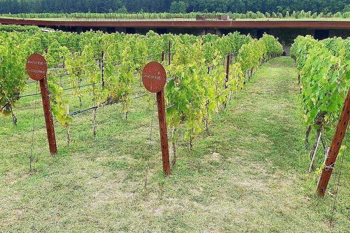 S GimignanoとMonteriggioniに立ち寄る、フィレンツェからシエナへのプライベートトランスファー