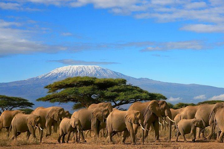 Safari de 3 jours dans le parc national d'Amboseli avec Jeep 4x4 privée