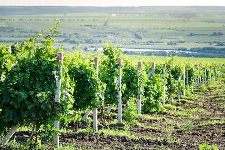 Moldavia: visita de cata de VINOS a la bodega Château Purcari