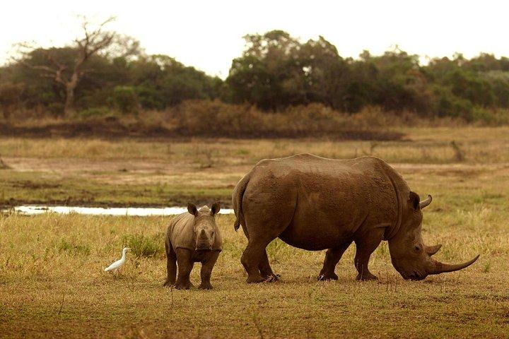 6日間のマサイマラ、ナクル湖、アンボセリ - 究極のケニアサファリ
