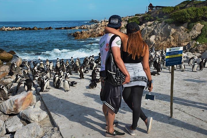 Full-Day Cape Town Private Transfers and Chauffeur Services