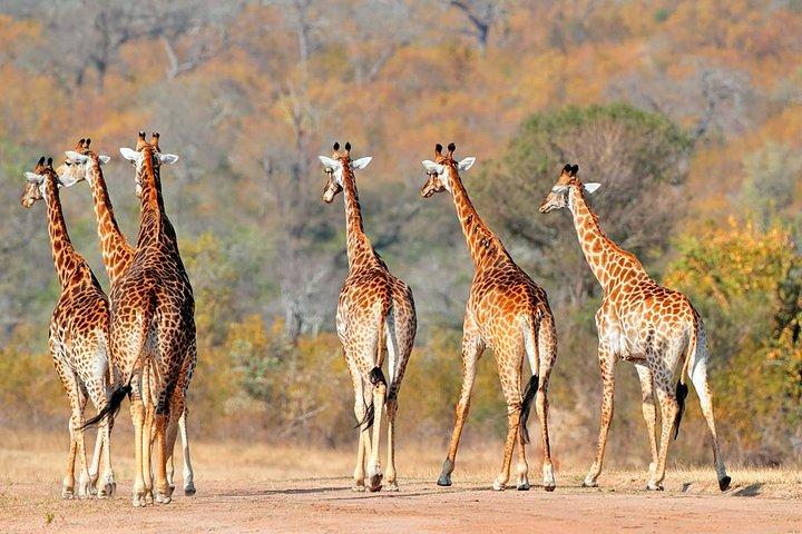 フルボードのタンザニア3日間プライベートサファリ