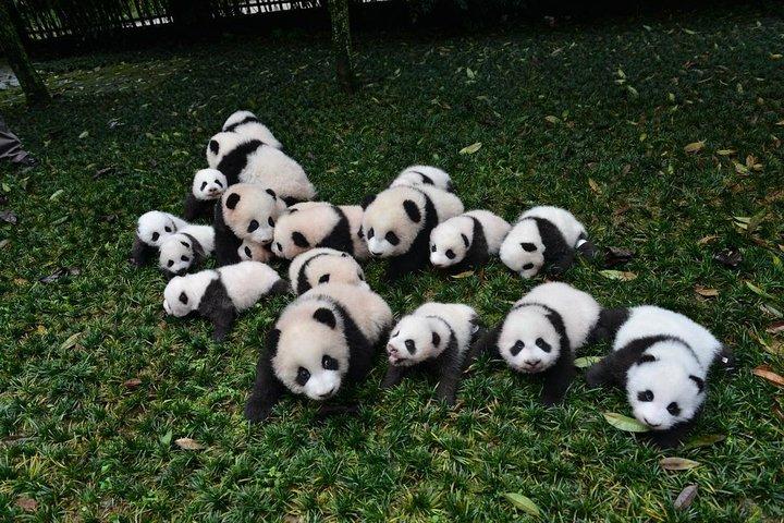 重慶からのプライベートパンダ基地と楽山仏の日帰りツアー