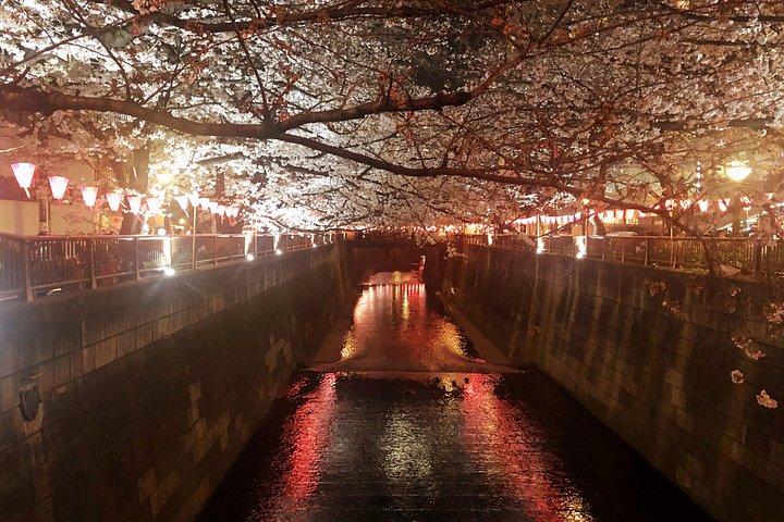 Evening Hanami (Cherry Blossom) Experience with a Local