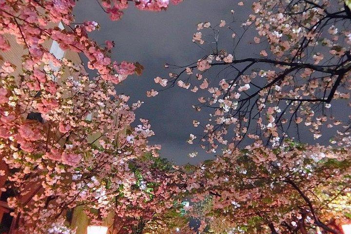 Evening Hanami (Cherry Blossom) Experience with a Local