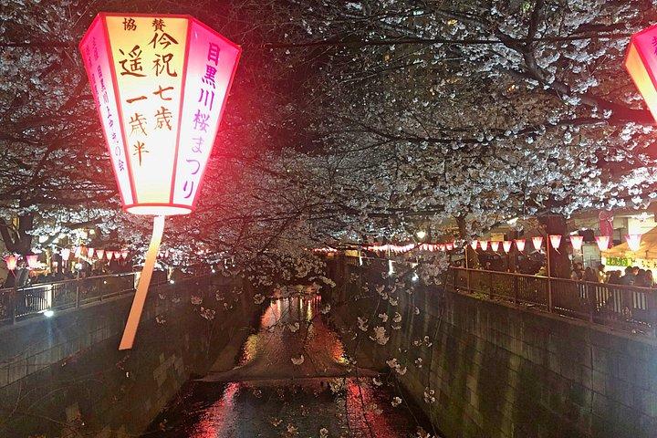 Evening Hanami (Cherry Blossom) Experience with a Local