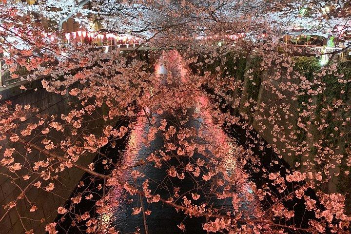 Evening Hanami (Cherry Blossom) Experience with a Local