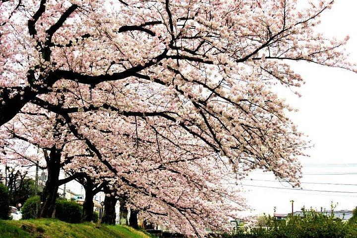 京都春の夜（桜）フードツアー
