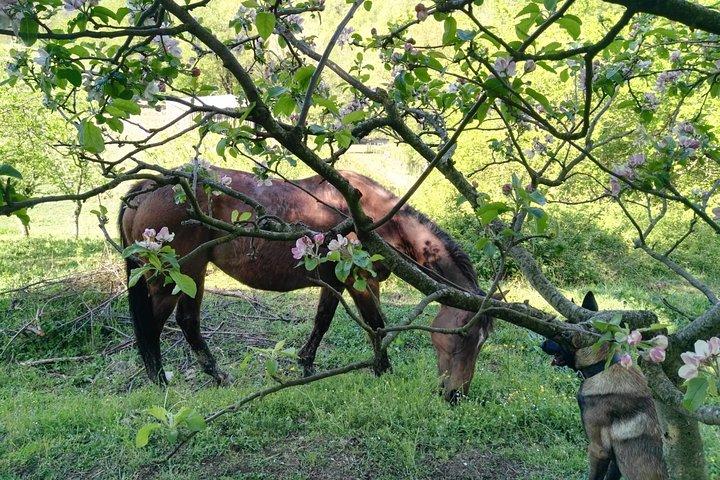 ムジェロ（フィレンツェから/への送迎）とトスカーナの食前酒での乗馬