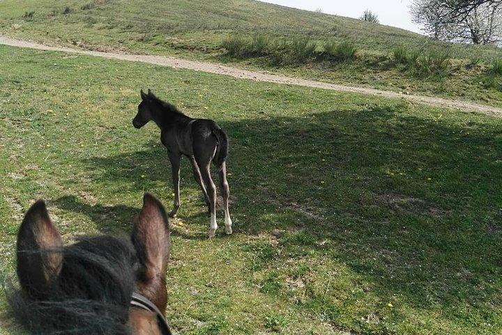 ムジェロ（フィレンツェから/への送迎）とトスカーナの食前酒での乗馬
