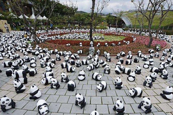 2-dages Chengdu Giant Panda, Leshan Buddha privat tur fra Xi'an med Bullet Train