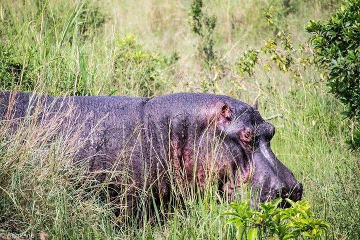 7 泊 8 日サファリ – ナクル湖、マサイマラ、ナイバシャ、アンボセリ公園