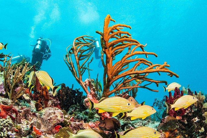 Half-Day Scuba Diving in Playa del Carmen for Small-Group