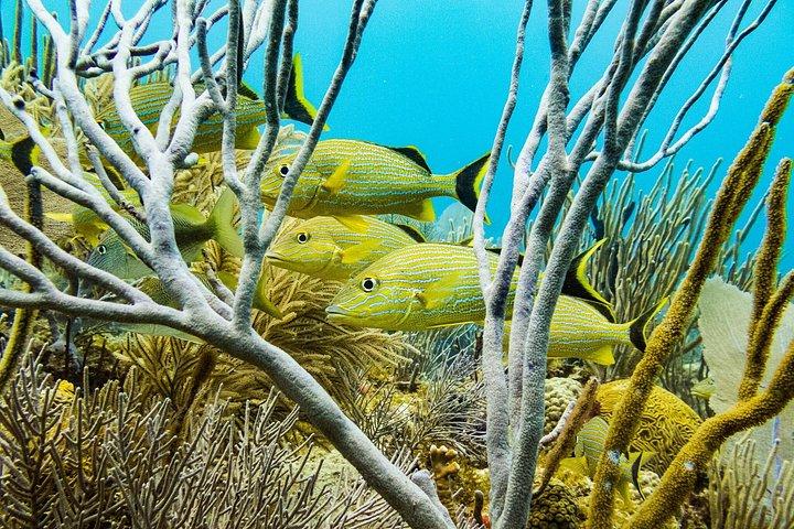 Two reef discovery dives with professional instructor (no experience necessary)
