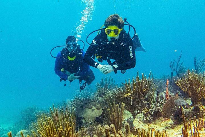 Two reef discovery dives with professional instructor (no experience necessary)