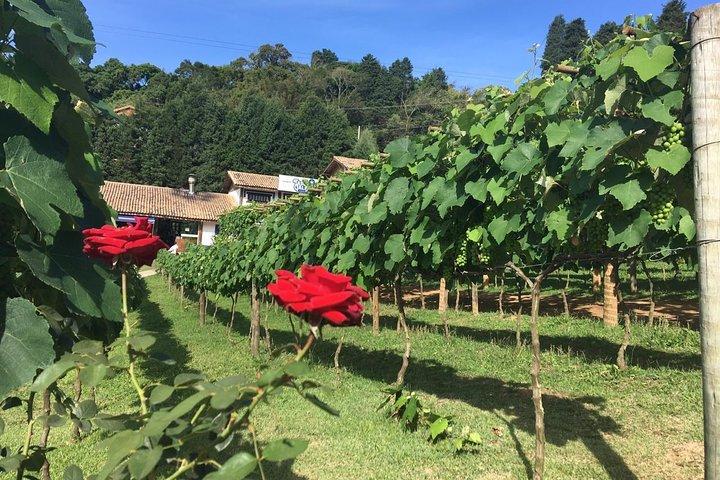 Route der Weingüter São Roque ab São Paulo