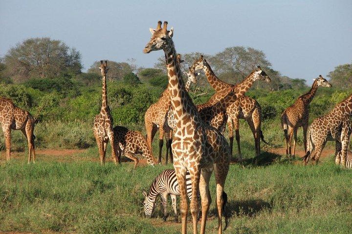 2 - Dag Tsavo East Safari – Red Elephants & Sentrim Camp