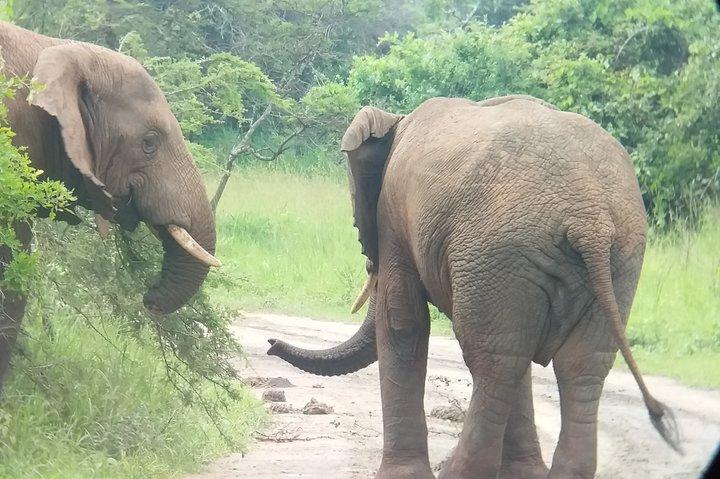 Akagera Nationalpark privat dagstur