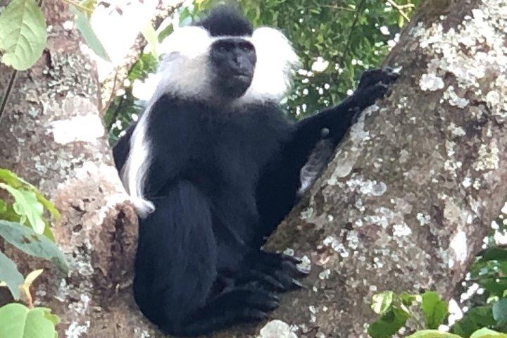 Visite du parc national de Nyungwe