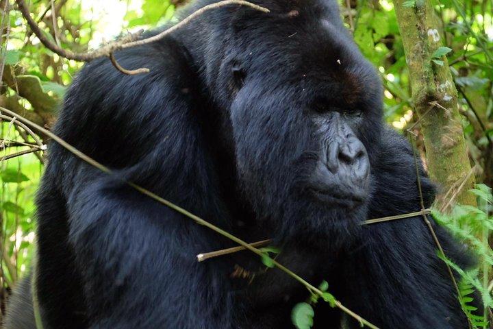 Gorilla trekking