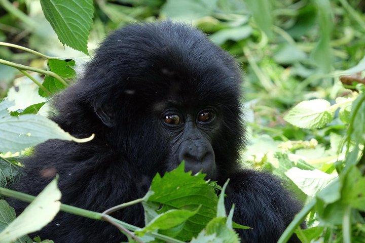 Gorilla trekking