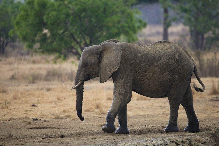 7 dagars safari. Serengeti, Tarangire, Lake Manyara och Ngorongoro-kratern.